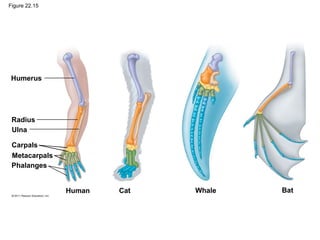 Figure 22.15
Humerus
Radius
Ulna
Carpals
Metacarpals
Phalanges
Human Cat Whale Bat
 