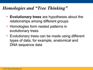 Homologies and “Tree Thinking”
• Evolutionary trees are hypotheses about the
relationships among different groups
• Homologies form nested patterns in
evolutionary trees
• Evolutionary trees can be made using different
types of data, for example, anatomical and
DNA sequence data
© 2011 Pearson Education, Inc.
 
