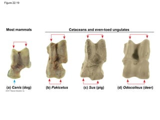 Figure 22.19
Most mammals Cetaceans and even-toed ungulates
(a) Canis (dog) (b) Pakicetus (c) Sus (pig) (d) Odocoileus (deer)
 