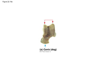 Figure 22.19a
(a) Canis (dog)
 