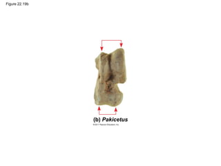 Figure 22.19b
(b) Pakicetus
 