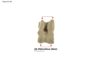 Figure 22.19d
(d) Odocoileus (deer)
 