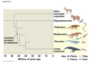 Figure 22.20
Other
even-toed
ungulates
Hippopotamuses
†
Pakicetus
†
Rodhocetus
†
Dorudon
Living
cetaceans
Common
ancestor
of cetaceans
Millions of years ago
70 Key60 50 40 30 20 10 0 Pelvis Tibia
Femur Foot
 