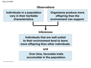 Figure 22.UN02
Observations
Individuals in a population
vary in their heritable
characteristics.
Organisms produce more
offspring than the
environment can support.
Individuals that are well suited
to their environment tend to leave
more offspring than other individuals.
Inferences
and
Over time, favorable traits
accumulate in the population.
 