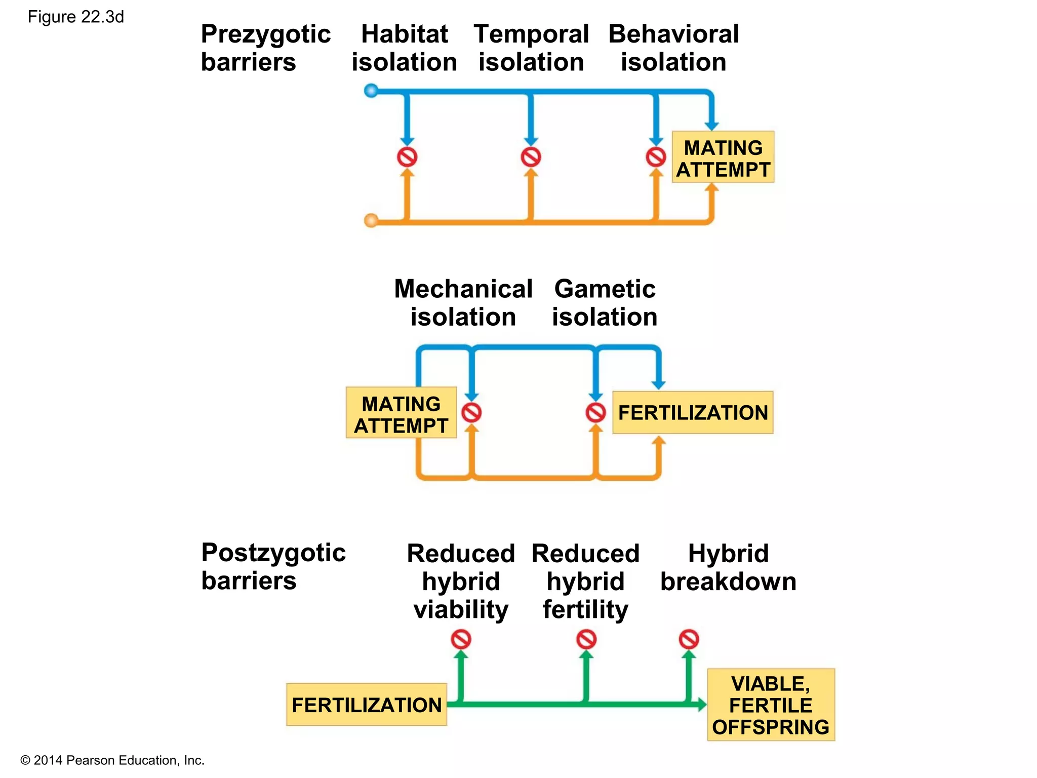 Gametic Barrier Example Biology in Focus - Chapter 22 | PPT