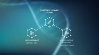 genetic engineering- phosphinothricin inhibition.pptx