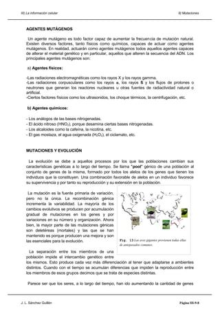 III) La información celular 9) Mutaciones
AGENTES MUTÁGENOS
Un agente mutágeno es todo factor capaz de aumentar la frecuencia de mutación natural.
Existen diversos factores, tanto físicos como químicos, capaces de actuar como agentes
mutágenos. En realidad, actuarán como agentes mutágenos todos aquellos agentes capaces
de alterar el material genético y en particular, aquellos que alteren la secuencia del ADN. Los
principales agentes mutágenos son:
a) Agentes físicos:
-Las radiaciones electromagnéticas como los rayos X y los rayos gamma.
-Las radiaciones corpusculares como los rayos α, los rayos ß y los flujos de protones o
neutrones que generan los reactores nucleares u otras fuentes de radiactividad natural o
artificial.
-Ciertos factores físicos como los ultrasonidos, los choque térmicos, la centrifugación, etc.
b) Agentes químicos:
- Los análogos de las bases nitrogenadas.
- El ácido nitroso (HNO2), porque desamina ciertas bases nitrogenadas.
- Los alcaloides como la cafeína, la nicotina, etc.
- El gas mostaza, el agua oxigenada (H2O2), el ciclamato, etc.
MUTACIONES Y EVOLUCIÓN
La evolución se debe a aquellos procesos por los que las poblaciones cambian sus
características genéticas a lo largo del tiempo. Se llama "pool" génico de una población al
conjunto de genes de la misma, formado por todos los alelos de los genes que tienen los
individuos que la constituyen. Una combinación favorable de alelos en un individuo favorece
su supervivencia y por tanto su reproducción y su extensión en la población.
La mutación es la fuente primaria de variación,
pero no la única. La recombinación génica
incrementa la variabilidad. La mayoría de los
cambios evolutivos se producen por acumulación
gradual de mutaciones en los genes y por
variaciones en su número y organización. Ahora
bien, la mayor parte de las mutaciones génicas
son deletéreas (mortales) y las que se han
mantenido es porque producen una mejora y son
las esenciales para la evolución.
La separación entre los miembros de una
población impide el intercambio genético entre
los mismos. Esto produce cada vez más diferenciación al tener que adaptarse a ambientes
distintos. Cuando con el tiempo se acumulan diferencias que impiden la reproducción entre
los miembros de esos grupos decimos que se trata de especies distintas.
Parece ser que los seres, a lo largo del tiempo, han ido aumentando la cantidad de genes
J. L. Sánchez Guillén Página III-9-8
Fig. 13 Las aves gigantes provienen todas ellas
de antepasados comunes.
1
 