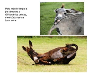 Para manter limpa a
pel lámbena e
ráscana cos dentes,
e embórcanse na
terra seca.
 