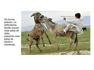 Os burros,
pelexan, ou
deféndense,
dando couces
coas patas de
atrás,
pateando coas
patas de
diante e
mordendo.
 