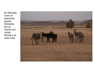 En libertade
viven en
pequenos
grupos
formados
por un
macho con
varias
femias e as
súas crías.
 