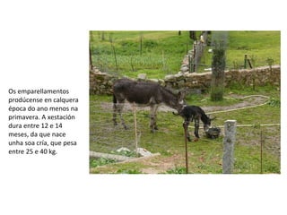 Os emparellamentos
prodúcense en calquera
época do ano menos na
primavera. A xestación
dura entre 12 e 14
meses, da que nace
unha soa cría, que pesa
entre 25 e 40 kg.
 