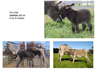 As crías
maman ata os
6 ou 9 meses.
 