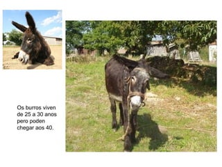 Os burros viven
de 25 a 30 anos
pero poden
chegar aos 40.
 