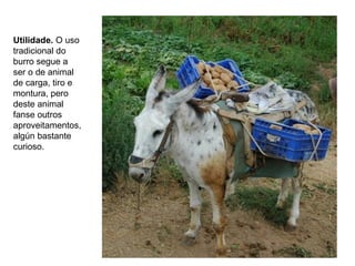 Utilidade. O uso
tradicional do
burro segue a
ser o de animal
de carga, tiro e
montura, pero
deste animal
fanse outros
aproveitamentos,
algún bastante
curioso.
 