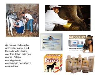 Ás burras pódenselle
aproveitar entre 1 e 4
litros de leite diarios,
mentras teñen cría que
mama. O leite
emprégase na
elaboración de xabón e
cosméticos.
 