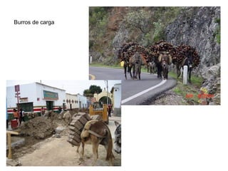 Burros de carga
 