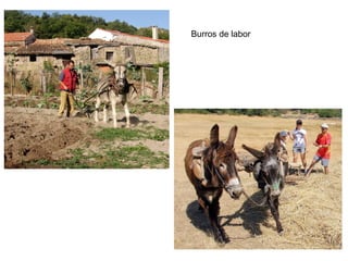 Burros de labor
 