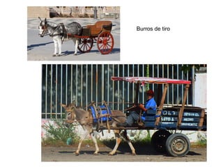 Burros de tiro
 