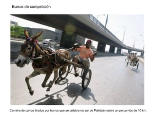 Carreira de carros tirados por burros que se celebra no sur de Pakistán sobre un percorrido de 10 km.
Burros de competición
 
