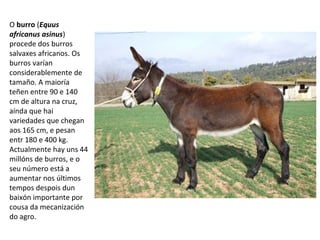 O burro (Equus
africanus asinus)
procede dos burros
salvaxes africanos. Os
burros varían
considerablemente de
tamaño. A maioría
teñen entre 90 e 140
cm de altura na cruz,
aínda que hai
variedades que chegan
aos 165 cm, e pesan
entr 180 e 400 kg.
Actualmente hay uns 44
millóns de burros, e o
seu número está a
aumentar nos últimos
tempos despois dun
baixón importante por
cousa da mecanización
do agro.
 