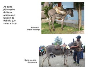 Burro con
arreos de carga
Burro con sela
de montura
Ao burro
póñenselle
distintos
arneses en
función do
traballo que
vaian a facer
 