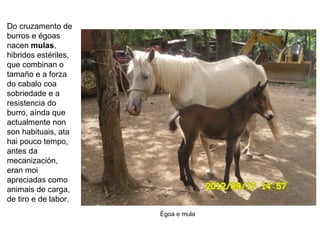 Do cruzamento de
burros e égoas
nacen mulas,
hibridos estériles,
que combinan o
tamaño e a forza
do cabalo coa
sobriedade e a
resistencia do
burro, aínda que
actualmente non
son habituais, ata
hai pouco tempo,
antes da
mecanización,
eran moi
apreciadas como
animais de carga,
de tiro e de labor.
Égoa e mula
 