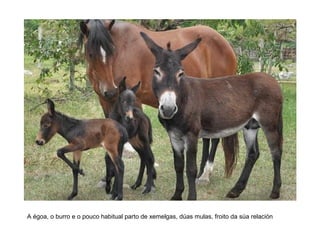 A égoa, o burro e o pouco habitual parto de xemelgas, dúas mulas, froito da súa relación
 