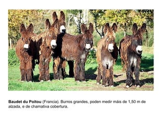Baudet du Poitou (Francia). Burros grandes, poden medir máis de 1,50 m de
alzada, e de chamativa cobertura.
 
