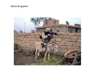 Burro de guerra
 