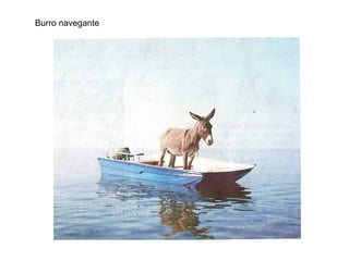 Burro navegante
 