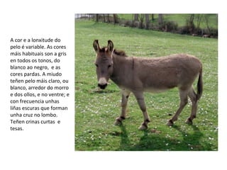 A cor e a lonxitude do
pelo é variable. As cores
máis habituais son a gris
en todos os tonos, do
blanco ao negro, e as
cores pardas. A miudo
teñen pelo máis claro, ou
blanco, arredor do morro
e dos ollos, e no ventre; e
con frecuencia unhas
liñas escuras que forman
unha cruz no lombo.
Teñen crinas curtas e
tesas.
 