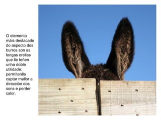 O elemento
máis destacado
do aspecto dos
burros son as
longas orellas
que lle teñen
unha doble
utilidade:
permítenlle
captar mellor a
dirección dos
sons e perder
calor.
 