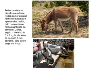 Teñen un sistema
dixestivo resistente.
Poden comer un gran
número de plantas e
aproveitalas mellor,
polo que consume
menos cantidade de
alimento. Come,
según o tamaño, de
3 a 5 kg de alimento,
co que non é moi
esixente, pero quere
auga moi limpa.
 