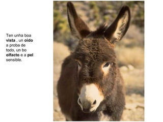 Ten unha boa
vista , un oído
a proba de
todo, un bo
olfacto e a pel
sensible.
 