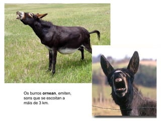 Os burros ornean, emiten,
sons que se escoitan a
máis de 3 km.
 