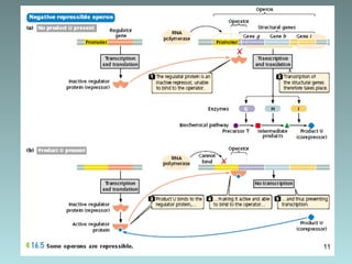 Operon Model Project Examples operon model in prokaryotes and eukaryotes | PPT