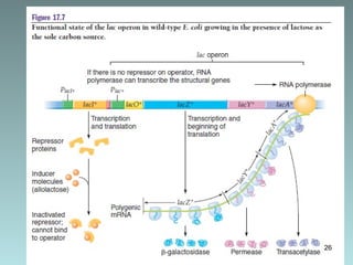 Operon Model Project Examples operon model in prokaryotes and eukaryotes | PPT