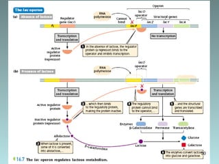 Operon Model Project Examples operon model in prokaryotes and eukaryotes | PPT
