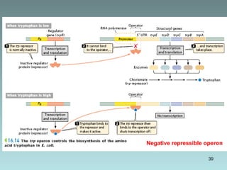 Operon Model Project Examples operon model in prokaryotes and eukaryotes | PPT
