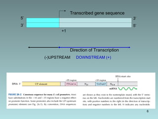 operon model in prokaryotes and eukaryotes | PPT