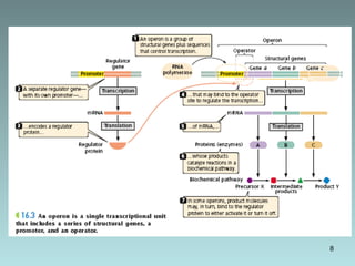 Operon Model Project Examples operon model in prokaryotes and eukaryotes | PPT
