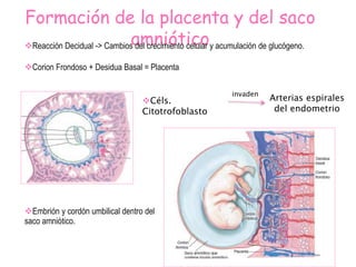 Formación de la placenta y del saco
amnióticoReacción Decidual -> Cambios del crecimiento celular y acumulación de glucógeno.
Corion Frondoso + Desidua Basal = Placenta
Céls.
Citotrofoblasto
invaden
Arterias espirales
del endometrio
Embrión y cordón umbilical dentro del
saco amniótico.
 
