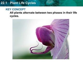 22.1 Plant Life Cycles
KEY CONCEPT
All plants alternate between two phases in their life
cycles.
 