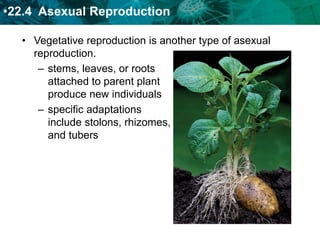 22 Plant Growth Reproduction and Response.ppt