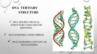 DNA TERTIARY
STRUCTURE
 DNA DOUBLE HELICAL
STRUCTURE COILS ROUND
HISTONES.
 NUCLEOSOMES (10NM FIBRES)
 •NUCLEOSOMES CONTAIN 146
NUCLEOTIDES
 