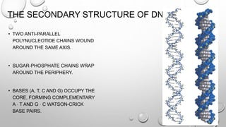 THE SECONDARY STRUCTURE OF DNA
• TWO ANTI-PARALLEL
POLYNUCLEOTIDE CHAINS WOUND
AROUND THE SAME AXIS.
• SUGAR-PHOSPHATE CHAINS WRAP
AROUND THE PERIPHERY.
• BASES (A, T, C AND G) OCCUPY THE
CORE, FORMING COMPLEMENTARY
A · T AND G · C WATSON-CRICK
BASE PAIRS.
 