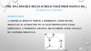 THE DNA DOUBLE HELIX IS HELD TOGETHER MAINLY BY-
HYDROGEN BONDS
HYDROGEN BOND
A CHEMICAL BOND IN WHICH A HYDROGEN ATOM OF ONE
MOLECULE IS ATTRACTED TO AN ELECTRONEGATIVE ATOM,
ESPECIALLY A NITROGEN, OXYGEN, OR FLUORINE ATOM, USUALLY
OF ANOTHER MOLECULE.
 
