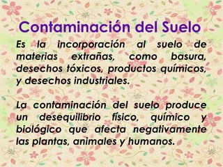 Contaminación del Suelo
Es la incorporación al suelo de
materias extrañas, como basura,
desechos tóxicos, productos químicos,
y desechos industriales.
La contaminación del suelo produce
un desequilibrio físico, químico y
biológico que afecta negativamente
las plantas, animales y humanos.
 