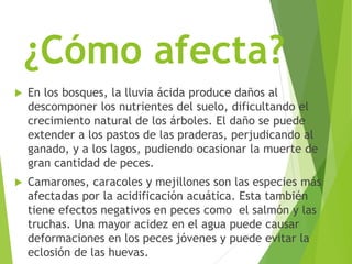 ¿Cómo afecta?
 En los bosques, la lluvia ácida produce daños al
descomponer los nutrientes del suelo, dificultando el
crecimiento natural de los árboles. El daño se puede
extender a los pastos de las praderas, perjudicando al
ganado, y a los lagos, pudiendo ocasionar la muerte de
gran cantidad de peces.
 Camarones, caracoles y mejillones son las especies más
afectadas por la acidificación acuática. Esta también
tiene efectos negativos en peces como el salmón y las
truchas. Una mayor acidez en el agua puede causar
deformaciones en los peces jóvenes y puede evitar la
eclosión de las huevas.
 