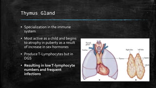 Thymus Gland
▪ Specialization in the immune
system
▪ Most active as a child and begins
to atrophy in puberty as a result
of increase in sex hormones
▪ ProduceT-Lymphocytes but in
DGS
▪ Resulting in lowT-lymphocyte
numbers and frequent
infections
 